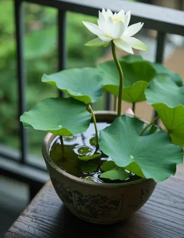Mini lotos pěstovaný v misce