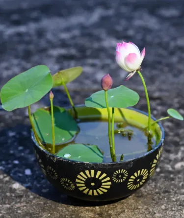 Mini lotos pěstovaný v misce