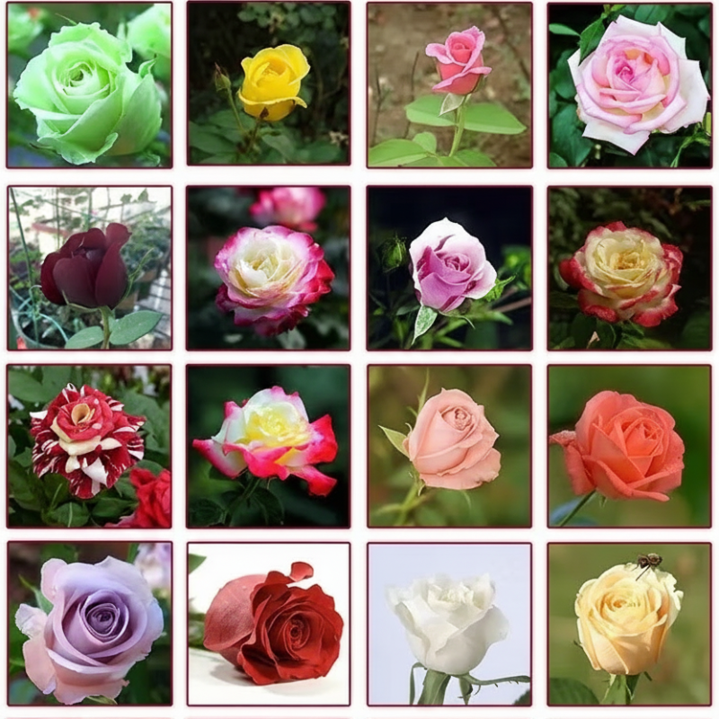 💐 Živá semínka růží, která jediným kliknutím rozvinou kaleidoskop ročních období 🌷 ✨