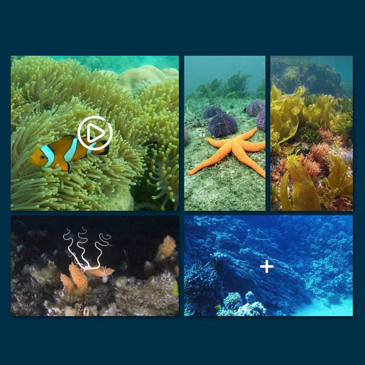 49 % rabatt denna vecka! 🎉🎉 MantaVision – Den appstyrda ytdrönaren för att utforska vatten