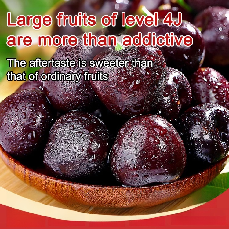 🍒Imported purebred, bearing fruit in the same year, bursting with juice in every bite, you'll fall in love instantly.