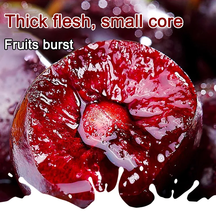 🍒Imported purebred, bearing fruit in the same year, bursting with juice in every bite, you'll fall in love instantly.