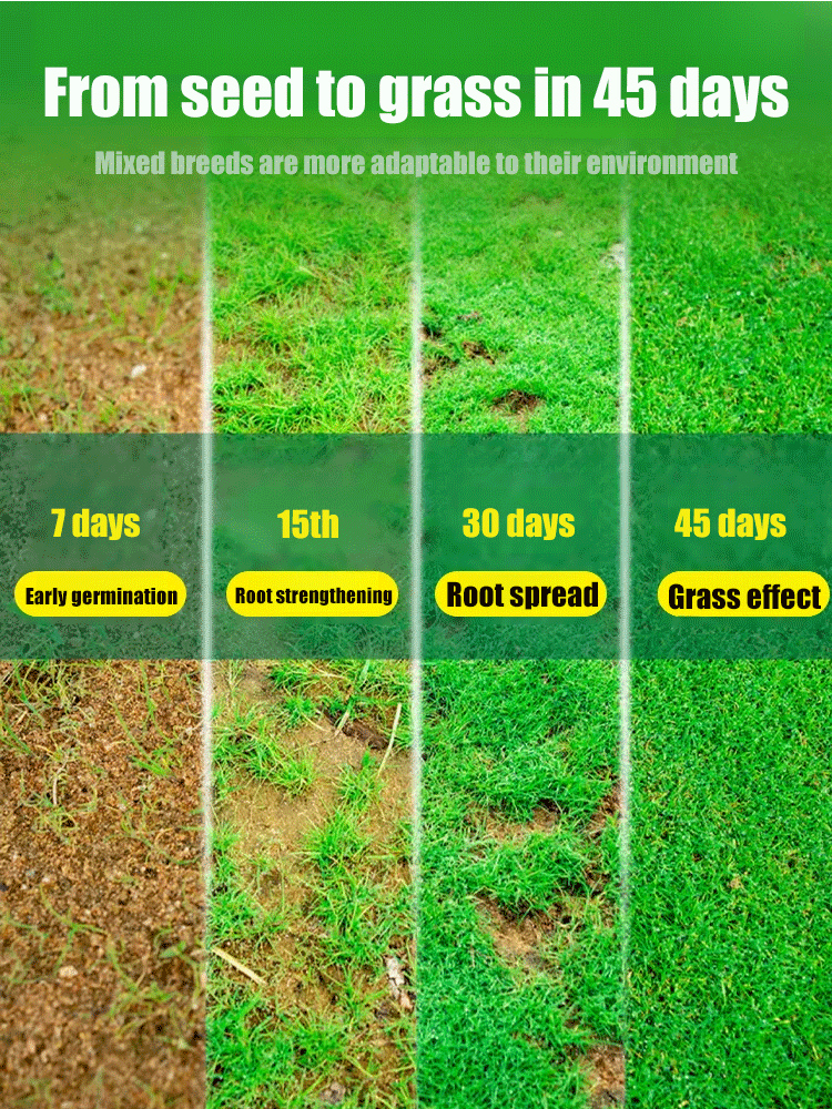 🌱 Evergreen, cold-resistant grass species | Fast-growing lawn in 45 days, resistant to trampling, drought, and cold ❄️