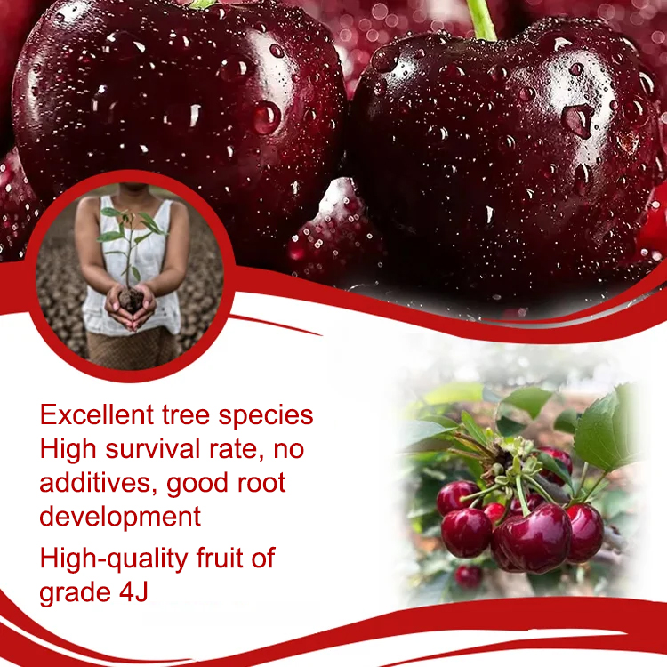 🍒Imported purebred, bearing fruit in the same year, bursting with juice in every bite, you'll fall in love instantly.