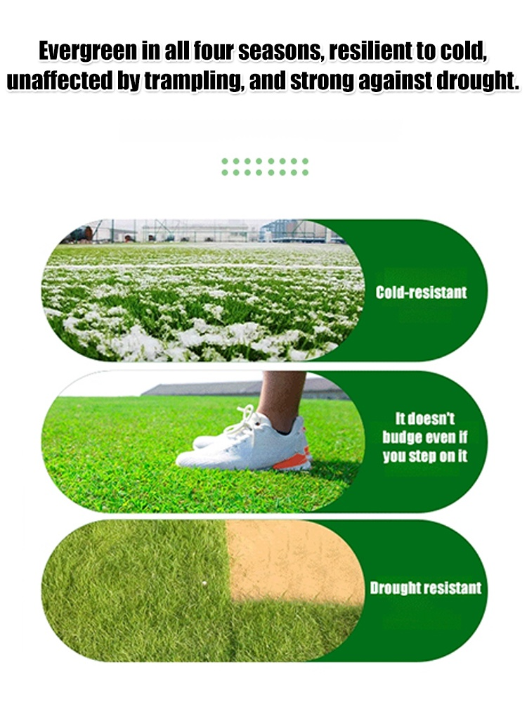 🌱 Evergreen, cold-resistant grass species | Fast-growing lawn in 45 days, resistant to trampling, drought, and cold ❄️