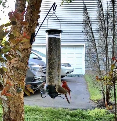 Squirrel Proof Bird Feeder