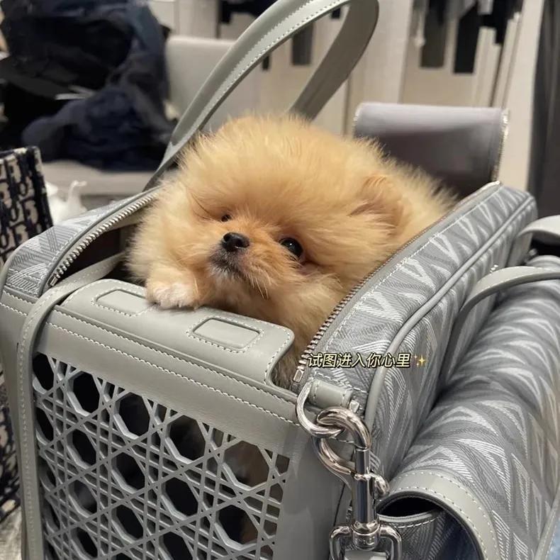 High quality pet bags (multi brand), please add : 18030258501 if you need size guide