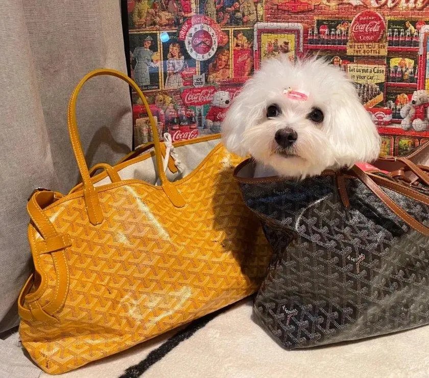 High quality pet bags (multi brand), please add : 18030258501 if you need size guide