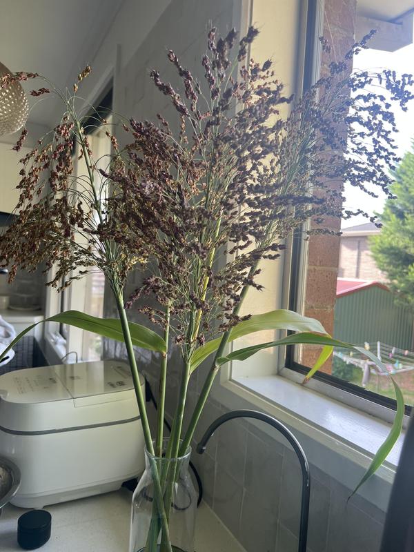 ❤️Sweet Harvest Starter Kit 🍃 Sugarcane Seeds✨Beginner-Friendly