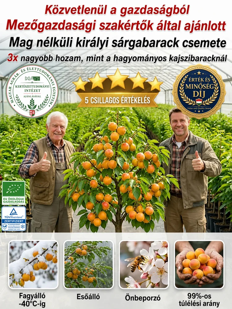 🍑Prémium császári sárgabarackfa | Még idén terem | Szuper édes és lédús