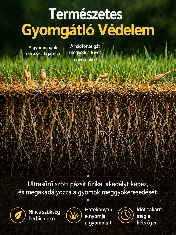 [7 nap alatt ZÖLD] Német öngyógyító bermudafű mag | 99% csírázás, 40°C-álló & kutyabarát
