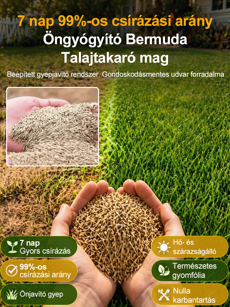 [7 nap alatt ZÖLD] Német öngyógyító bermudafű mag | 99% csírázás, 40°C-álló & kutyabarát