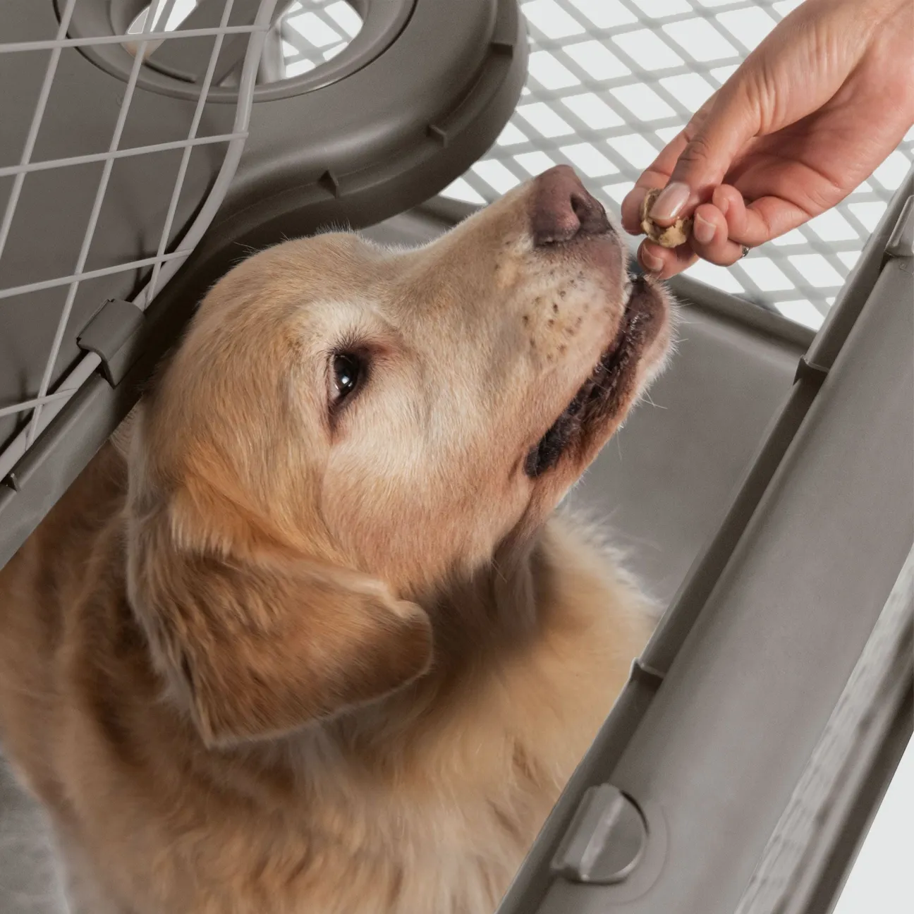 Collapsible Dog Crate with Wheels - Premium Portable Dog Crate - Safe, Stylish, and Convenient Indoor Kennel