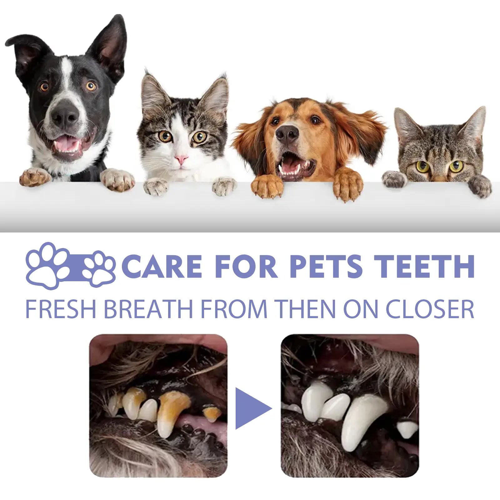 Slimmo™ Petdoir🍃No-Brushing Oral Care Spray for Dogs & Cats