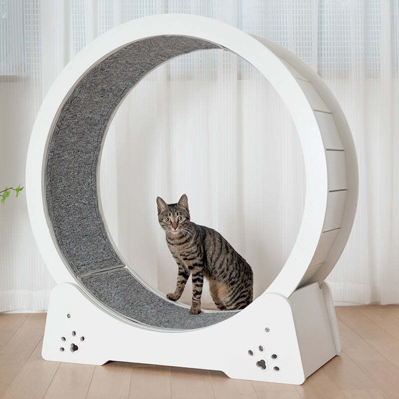 ❤️The Best Gift For Your Cats