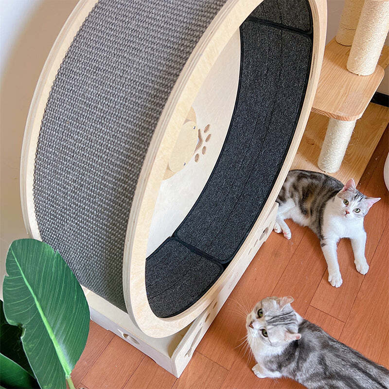 ❤️The Best Gift For Your Cats