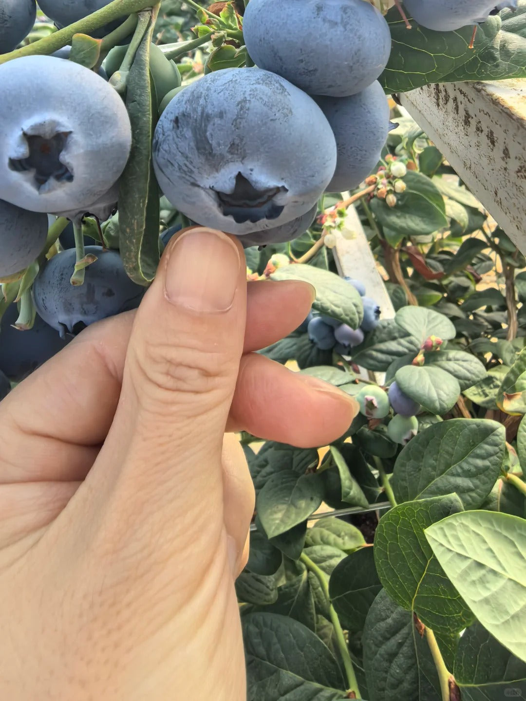 🌟Semena obřích borůvek – mix modrých a růžových odrůd pro vaši zahradu ✨