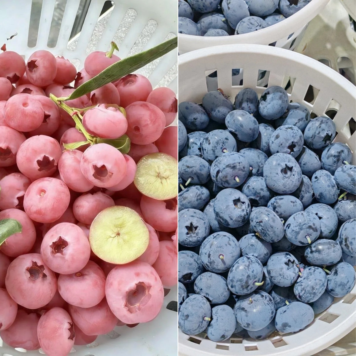 🌟Semena obřích borůvek – mix modrých a růžových odrůd pro vaši zahradu ✨