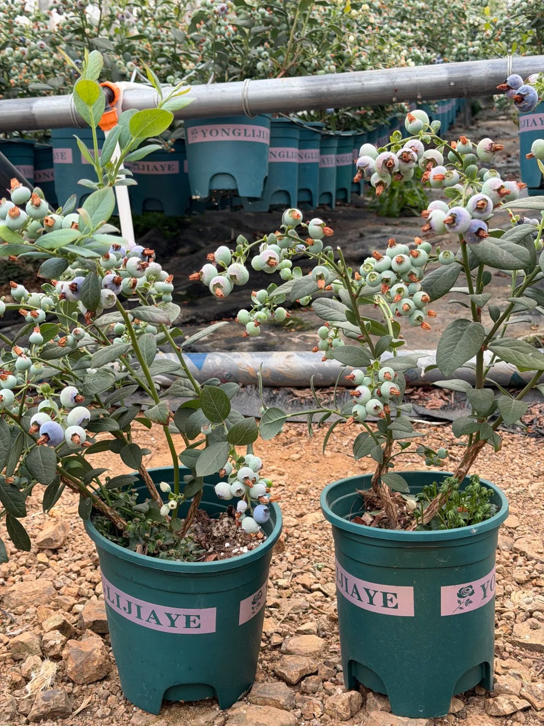 🌟Semena obřích borůvek – mix modrých a růžových odrůd pro vaši zahradu ✨