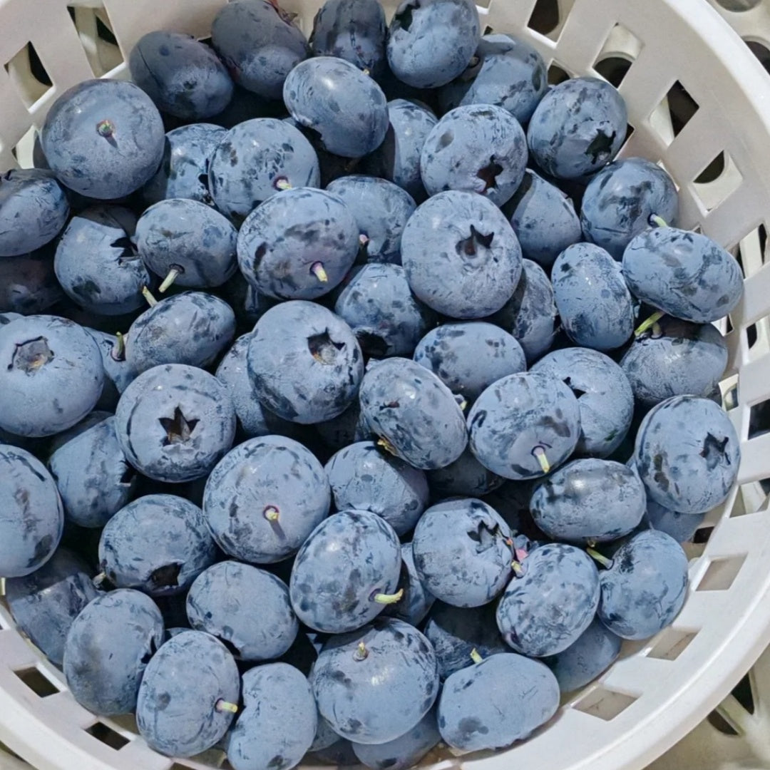 🌟Semena obřích borůvek – mix modrých a růžových odrůd pro vaši zahradu ✨