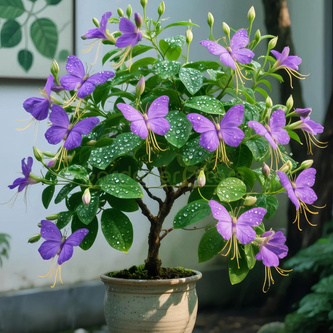 🦋✨ Golden Butterfly Vine Seeds – Create a Waterfall of Blooms! 🌿💛
