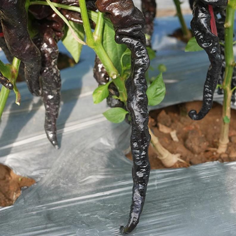 🌶️ Semená čiernej papriky – vysoká úrodnosť + bohaté na antokyány