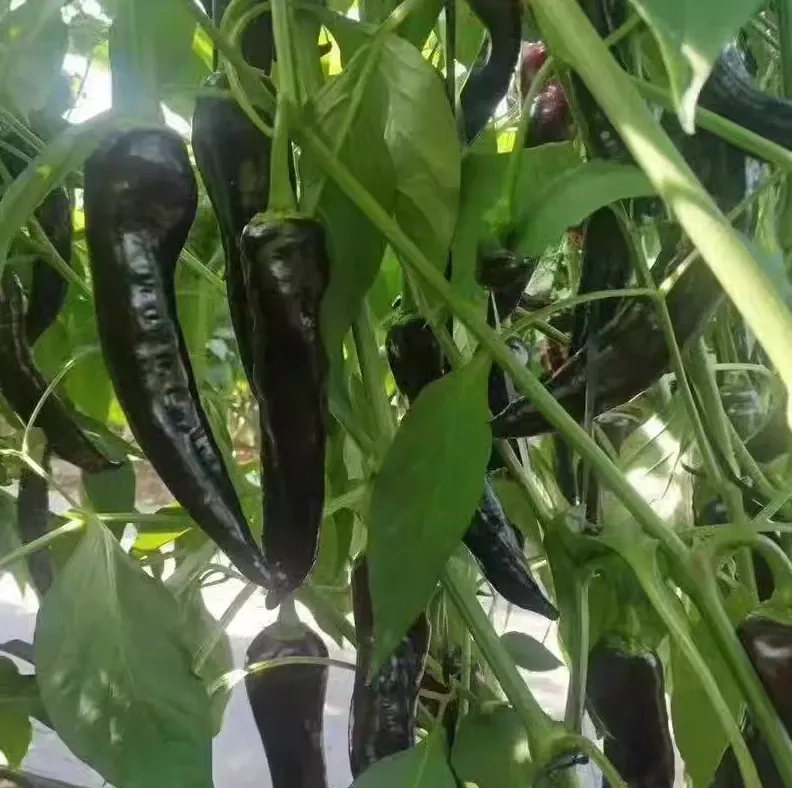 🌶️ Semená čiernej papriky – vysoká úrodnosť + bohaté na antokyány