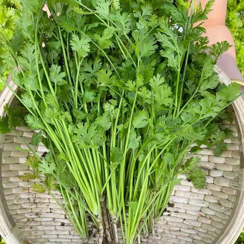 🏆Viac ako 78 000 predaných! 🌿 Koriander, ktorý klíči už za 3 dni – rýchly rast, silná vôňa, vysoká úroda