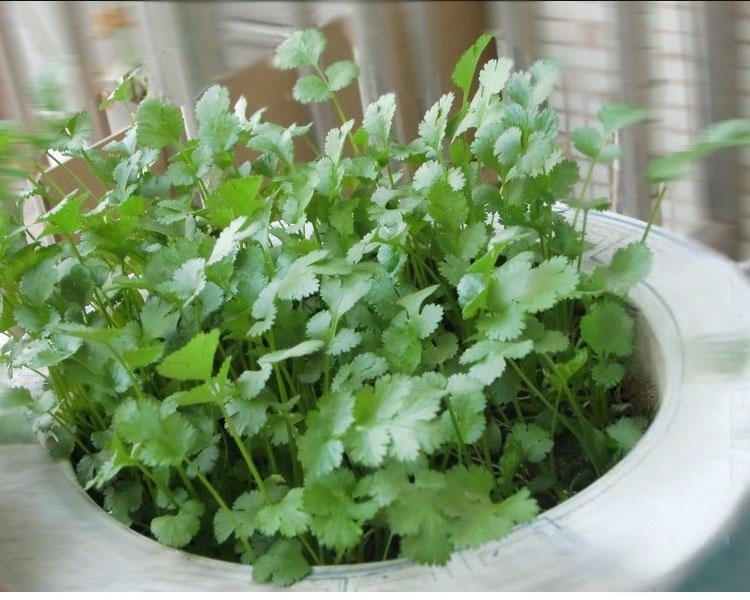 🏆Viac ako 78 000 predaných! 🌿 Koriander, ktorý klíči už za 3 dni – rýchly rast, silná vôňa, vysoká úroda