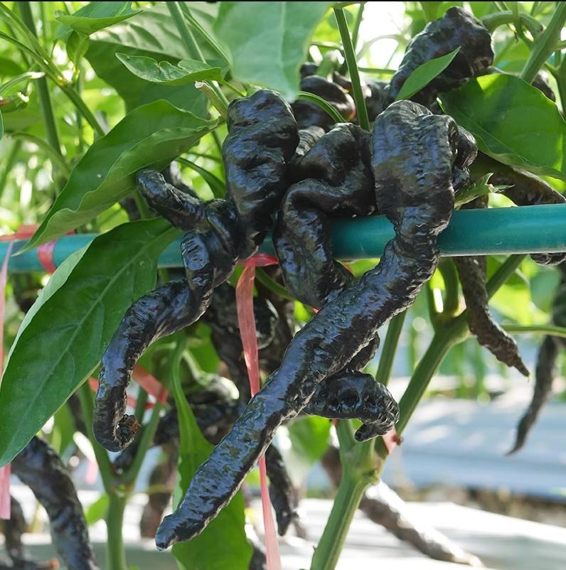 🌶️ Semená čiernej papriky – vysoká úrodnosť + bohaté na antokyány