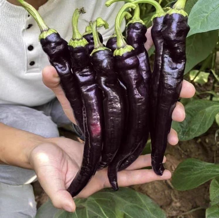 🌶️ Semená čiernej papriky – vysoká úrodnosť + bohaté na antokyány