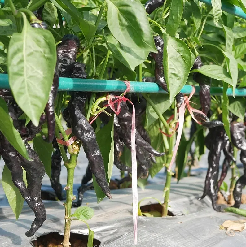🌶️ Semená čiernej papriky – vysoká úrodnosť + bohaté na antokyány
