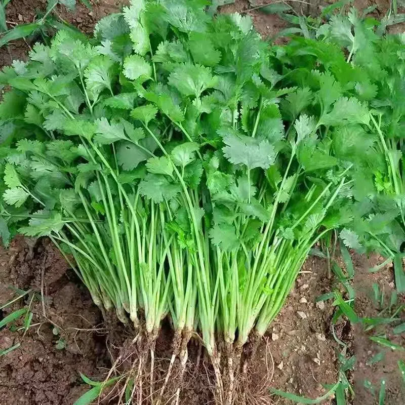 🏆Viac ako 78 000 predaných! 🌿 Koriander, ktorý klíči už za 3 dni – rýchly rast, silná vôňa, vysoká úroda