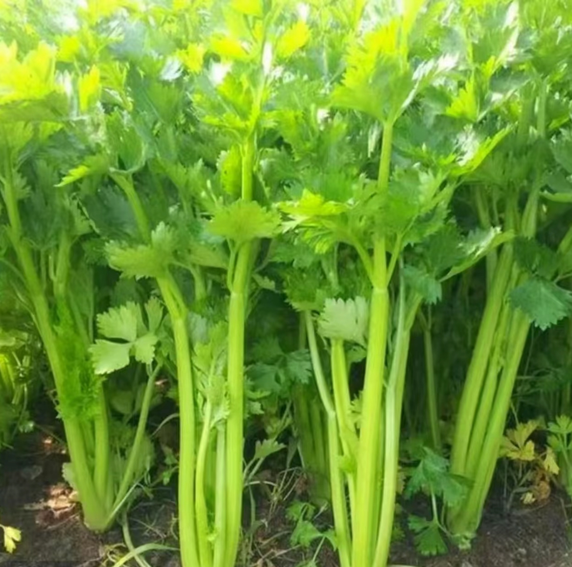 🥬 Zeler & Petržlen – Svieže, Chrumkavé a Aromatické Semená, Ktoré Môžete Pestovať Celoročne!