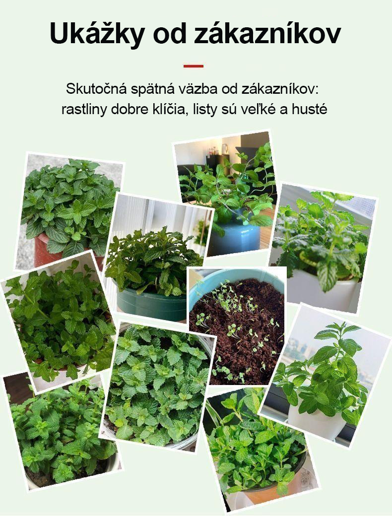 🏆Viac ako 65 000 predaných! Semená krvavej broskyne—🌿 Mäta – svieža do kuchyne aj prirodzená ochrana proti hmyzu