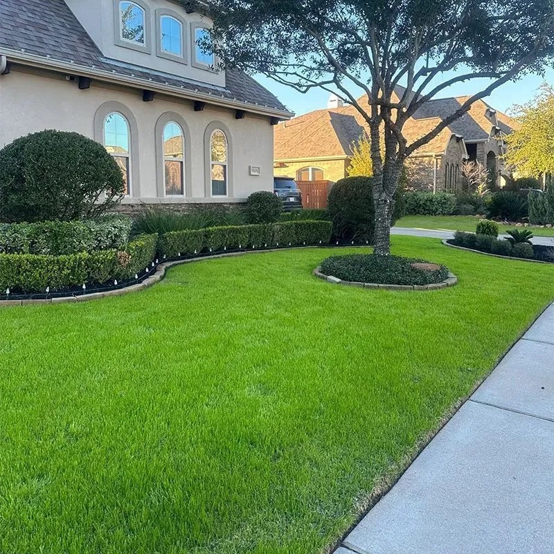 Semená trávy, ktoré netreba kosiť. Mrazuvzdorné a vždy zelené.Univerzálne semená trávy: Zneste všetko! Sucho, slnko aj deti. Zelené po celý rok.