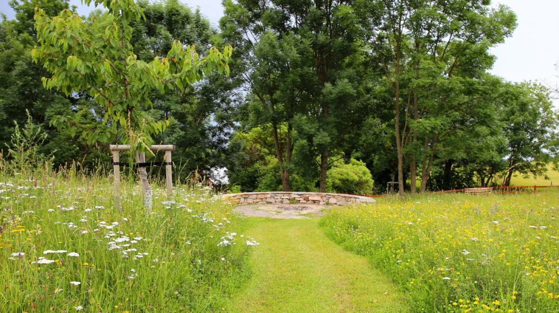Semená trávy, ktoré netreba kosiť. Mrazuvzdorné a vždy zelené.Univerzálne semená trávy: Zneste všetko! Sucho, slnko aj deti. Zelené po celý rok.
