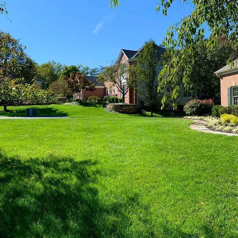 Semená trávy, ktoré netreba kosiť. Mrazuvzdorné a vždy zelené.Univerzálne semená trávy: Zneste všetko! Sucho, slnko aj deti. Zelené po celý rok.