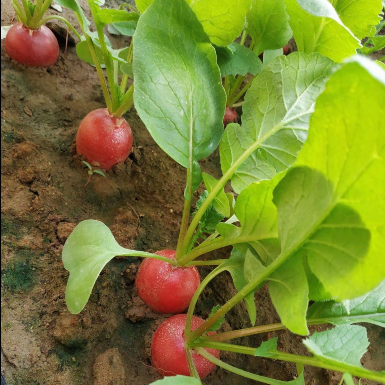 🍒 Chrumkavá cherry reďkovka – zber za 30 dní, vysoká úroda, pestovanie bez námahy
