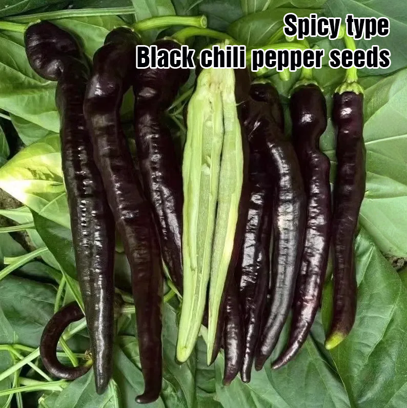 🌶️ Semená čiernej papriky – vysoká úrodnosť + bohaté na antokyány
