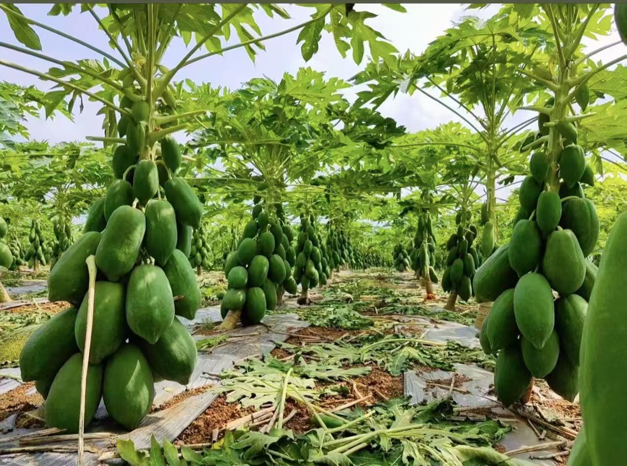 🥭 Semienka zlatého mliečneho papáje: jemná dužina, veľké a sladké plody