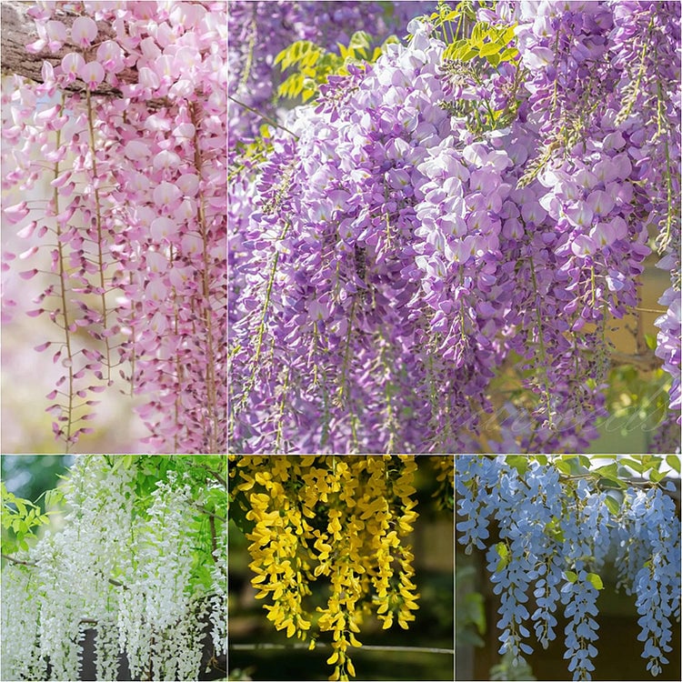🌸 Semená vistérie – kaskádová krása záhrady počas celého roka 💗