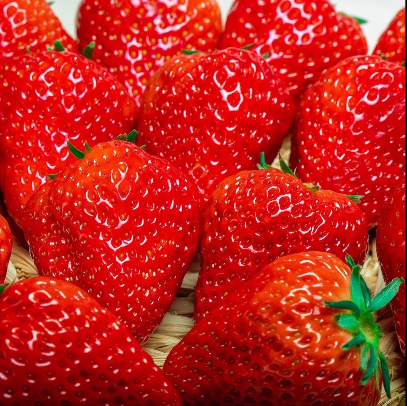 🍓 Semienka jahôd „červené líčka“ (Beni-hoppe) – sladké, šťavnaté, rýchly rast - Sladká pochúťka pre vašu záhradu! 😍