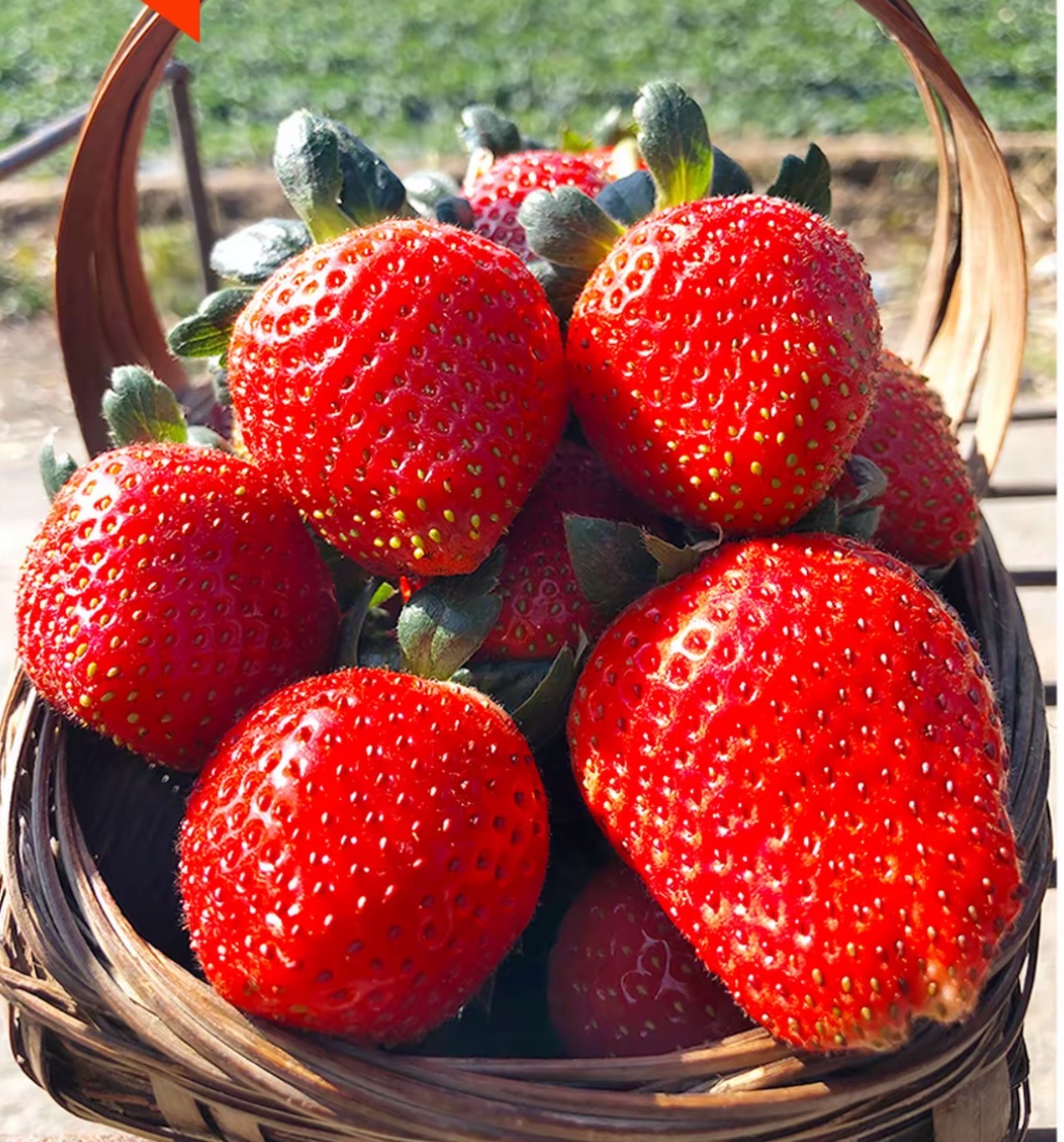 🍓 Semienka jahôd „červené líčka“ (Beni-hoppe) – sladké, šťavnaté, rýchly rast - Sladká pochúťka pre vašu záhradu! 😍