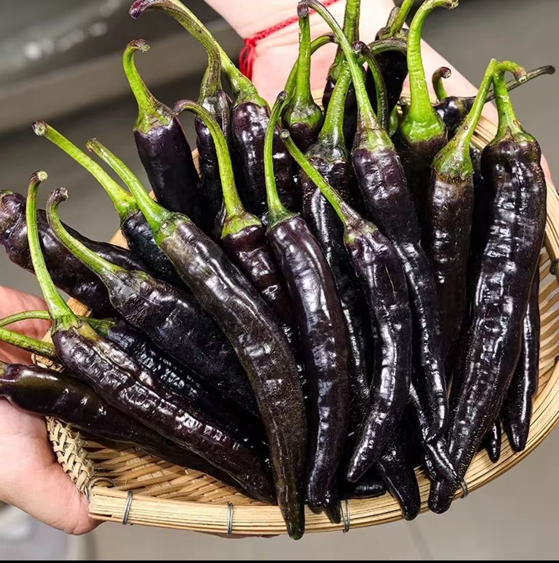 🌶️ Semená čiernej papriky – vysoká úrodnosť + bohaté na antokyány