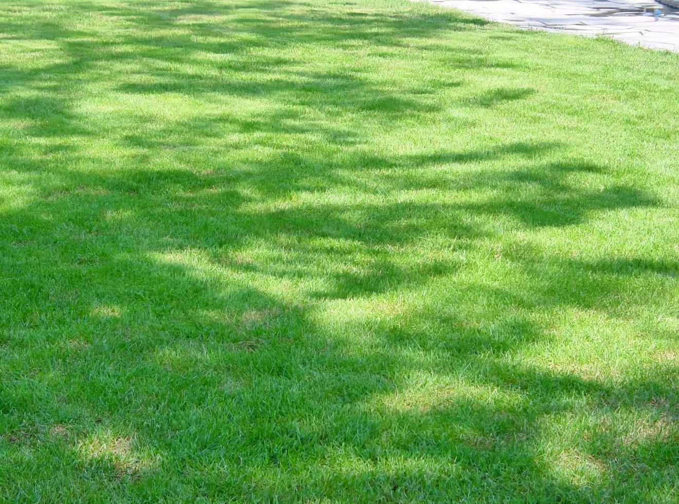 Semená trávy, ktoré netreba kosiť. Mrazuvzdorné a vždy zelené.Univerzálne semená trávy: Zneste všetko! Sucho, slnko aj deti. Zelené po celý rok.