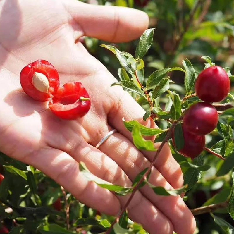 🍒 Semená zakrsnutej čerešne 🌿 Prunus humilis
