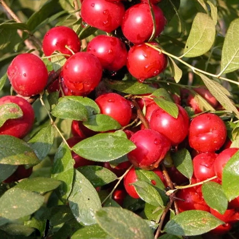 🍒 Semená zakrsnutej čerešne 🌿 Prunus humilis