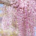 🌸Ružové