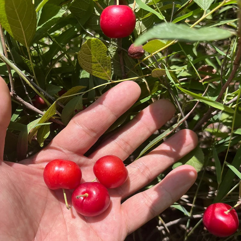 🍒 Semená zakrsnutej čerešne 🌿 Prunus humilis